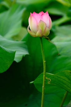 Two damselflies mating on the stem of a lotus plant