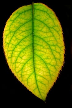 Details in the leaf isolated on a dark back ground