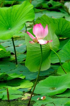 Fresh young lotus bud at a local pond