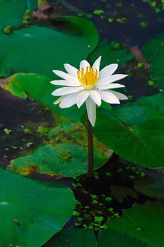A beautiful white lily on a marshy pond