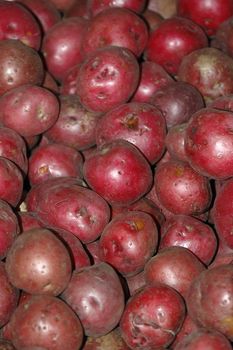 Freshly harvested red potatoes for sale at a local farmer's market