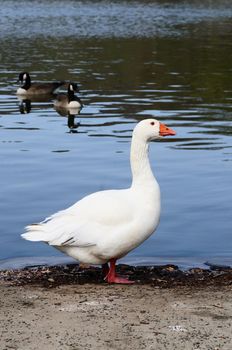An whote domestic goose waiting to enter the water