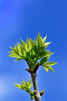 New born leaves at the arrival of spring season