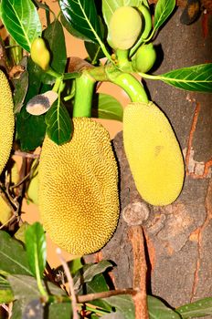 Fresh and sweet jack fruit hanging on a tree
