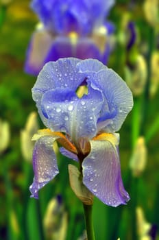 Beautiful iris flower agaist a green natural background