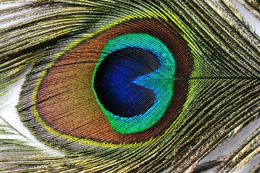 Macro shot of peacock feather on a white back ground