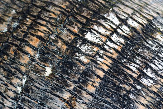 Extreme closeup of textures on a palm tree