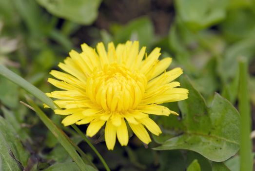 macro shot of a bright yellow dandelion