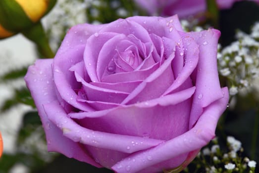 Macro shot of a purple rose with dew drops