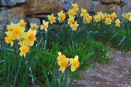 Bright daffodils at the arrival of spring season