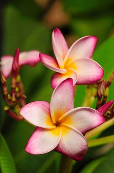Closeup picture of a beautiful Frangapini flower