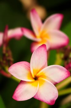 Closeup picture of a beautiful Frangapini flower