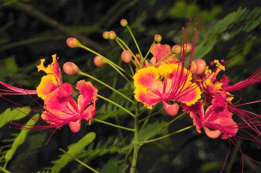 Beautiful tropical flower from the subcontinent of India