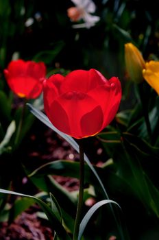 Two bright red tulips backlit against the ambient light
