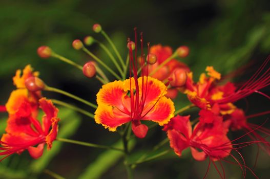 Beautiful tropical flower from the subcontinent of India