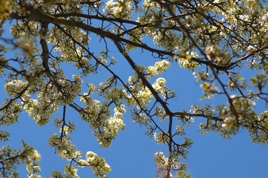 White spring flowers on a bright sunny spring day