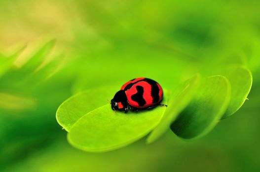 Beautiful lady bug macro on a green leaf back ground