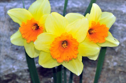 Bright yellow daffodils marking the arrival of spring season