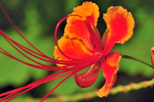 Beautiful tropical flower from the subcontinent of India