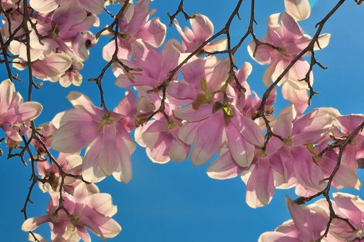 Fully bloomed cherry blossoms flower against a bright blue sky