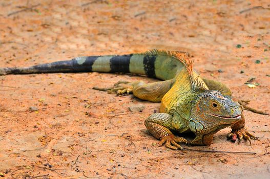 Headshot of a beautiful iguana at a local zoo