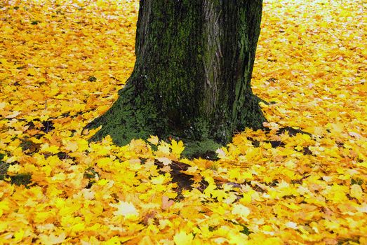 Brightly lit golden colors of the autumn season