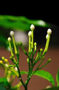 Fresh jasmine bud at a local garden