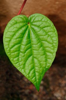 Close up picture of a beetle leaf macro