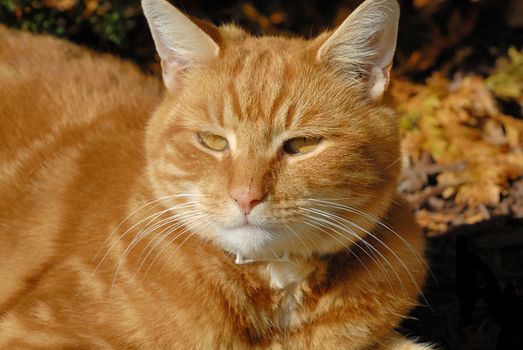 Close up shot of a male brown cat