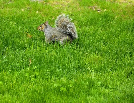 Little curious squirrel at the green park grass