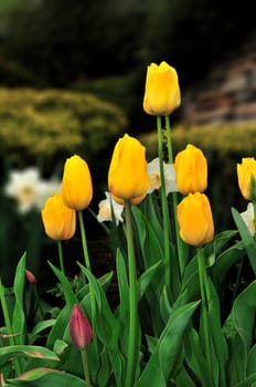 Bright red tulip on a green natural back ground