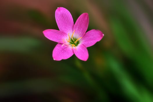 A beautiful spring flower isolated on a green background