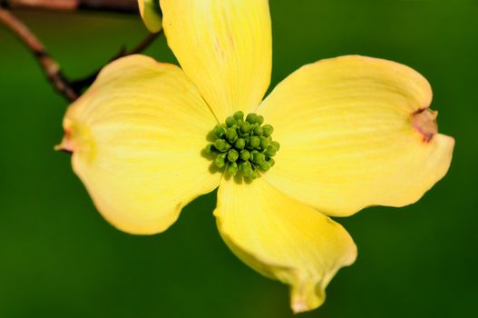 A beautiful spring flower isolated on a green background