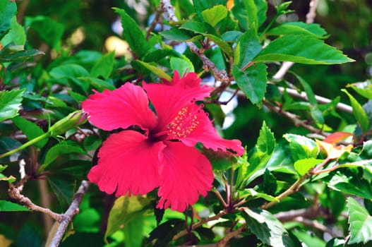 A beautiful Hibiscus flower on a green leaves back ground