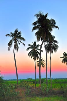 Tall Palm Trees on a bright sunny day