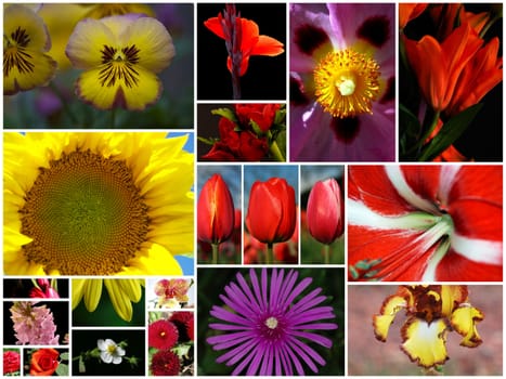 A Colorful  collage of photos from the summer flowers.