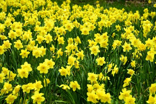 A field of Daffodils intentionally blurred for background