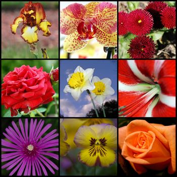 A collage of photos from the summer flowers.