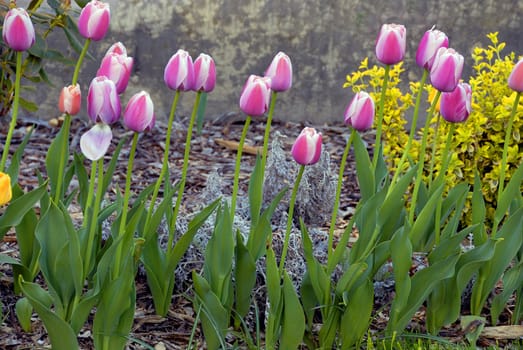 Freshly bloomed colorful tulips during the spring season