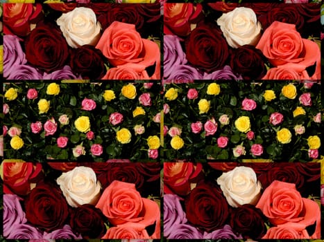 A Colorful collage of photos from the rose flowers.