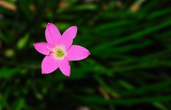 A beautiful spring flower isolated on a green background