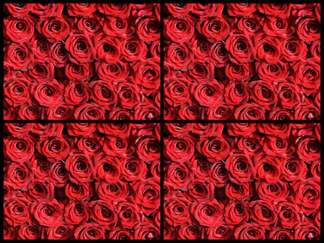 A Colorful collage of photos from the red rose flowers.