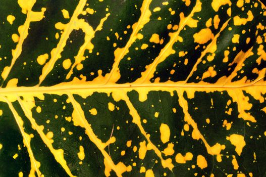 Extreme close up of a green leaf macro