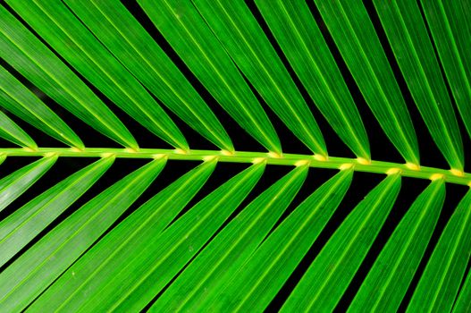 Extreme close up of a green palm leaf macro