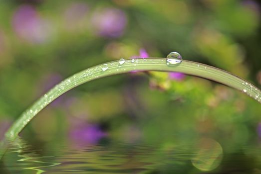 Rain drops on the leaves, the beautiful and varied, dazzling