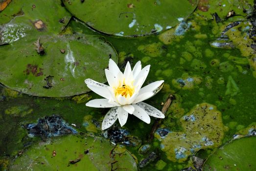 White lily on a pond with lots of pollution