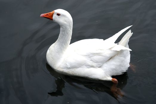 A thoughtful lonely swan at a local pond