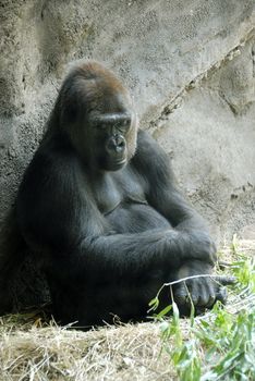 An huge male gorilla sitting back and thinking about something