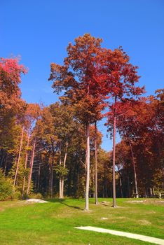 Bright red trees during the peek foliage season