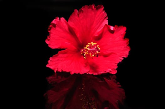 A beautiful hibiscus flower isolated on black with reflection